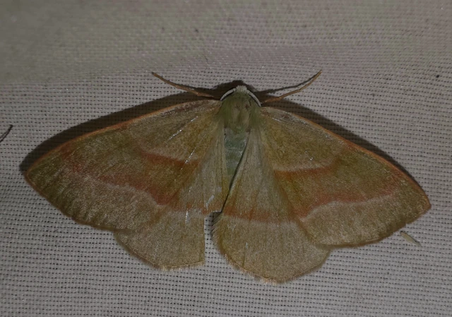 Hylaea fasciaria - erdeifenyő-sávosaraszoló