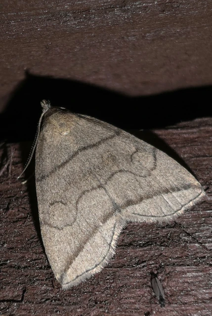 Herminia grisealis - ligeti karcsúbagoly