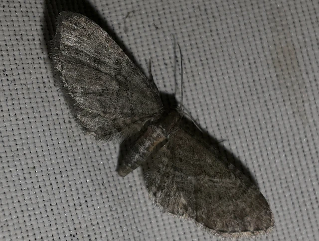 Eupithecia haworthiata - rozsdástestű törpearaszoló