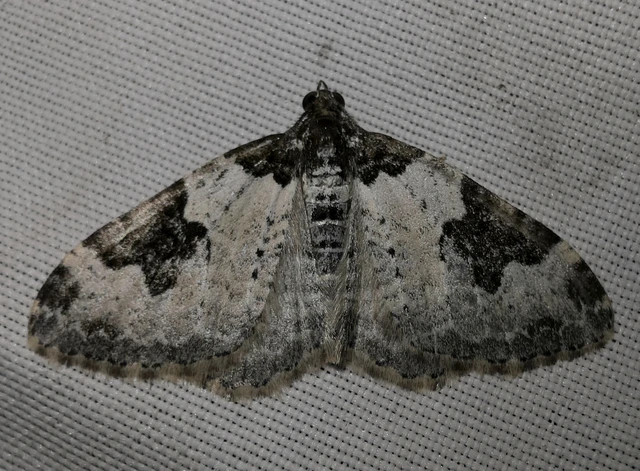 Xanthorhoe fluctuata - közönséges tarkaaraszoló