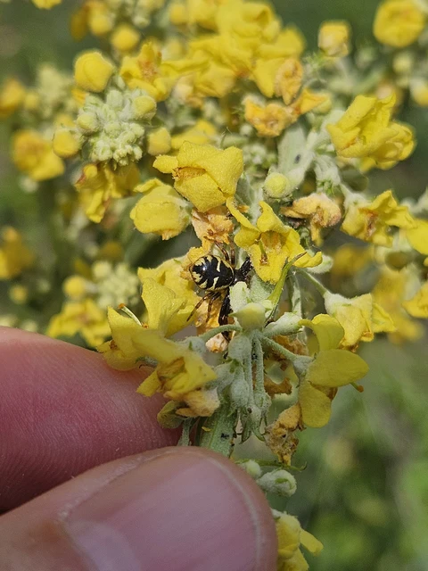 Synema globosum/ornatum