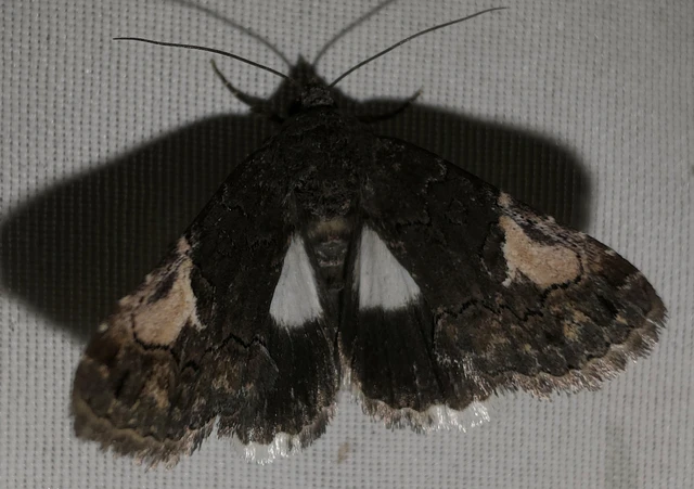 Anophia leucomelas - déli folyófűbagoly