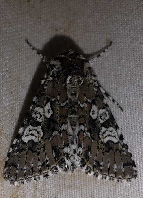 Lamprosticta culta - hármasfoltú bagoly