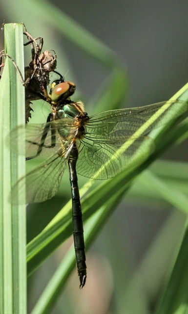 Somatochlora metallica - északi smaragdszitakötő