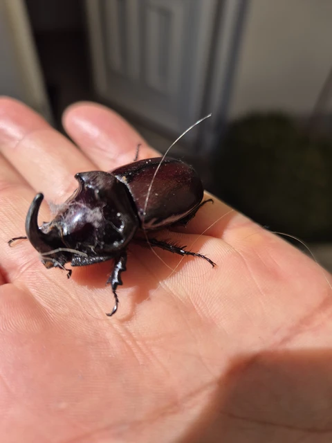 Oryctes nasicornis - orrszarvú bogár