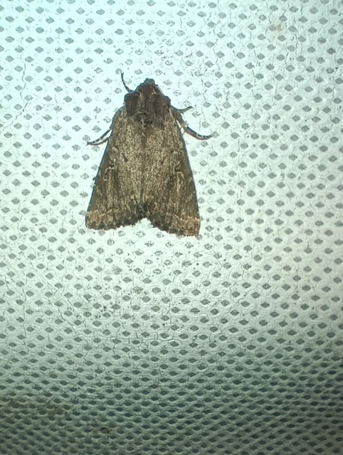Apterogenum ypsillon - ipszilon-erdeibagoly