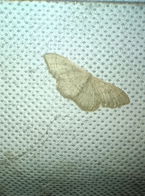 Idaea straminata - szalmasárga sávosaraszoló