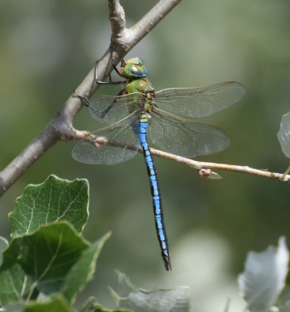 Anax imperator - zöld óriásacsa Anax imperator - zöld óriásacsa