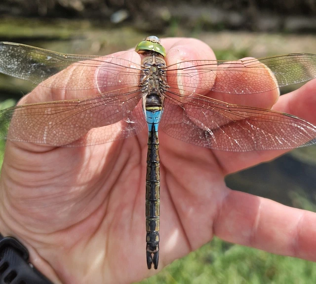 Anax parthenope - barna óriásacsa Anax parthenope - barna óriásacsa
