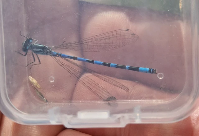 Coenagrion ornatum - díszes légivadász