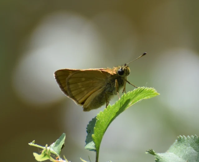 Ochlodes sylvanus - erdei busalepke