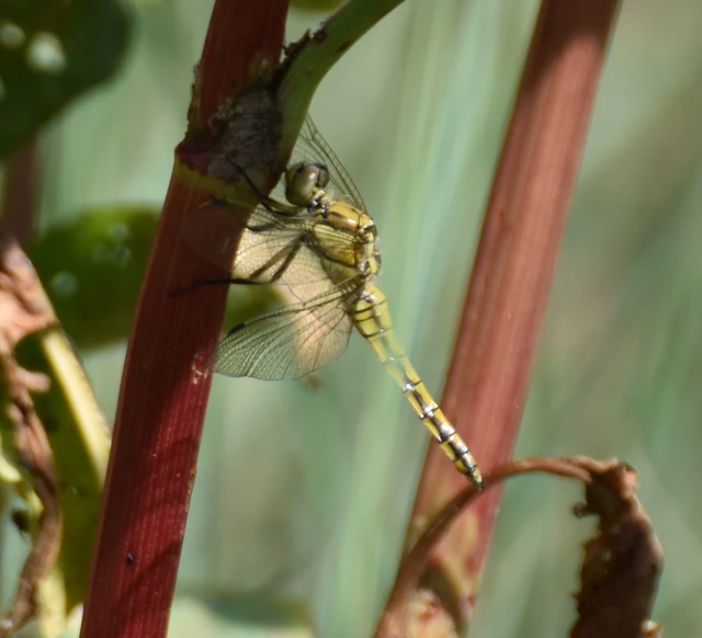 Orthetrum cancellatum - feketefarkú pásztorszitakötő
