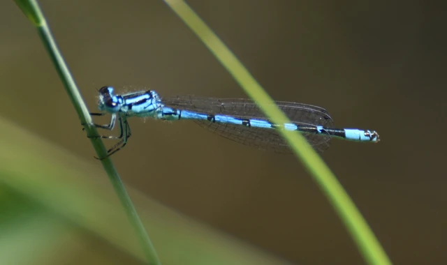 Coenagrion ornatum - díszes légivadász