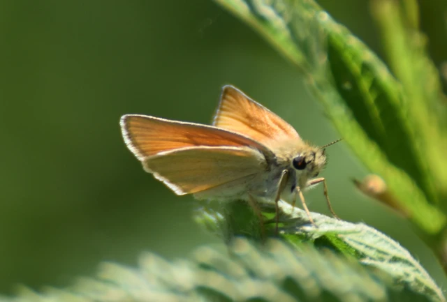 Thymelicus lineola - vonalas busalepke