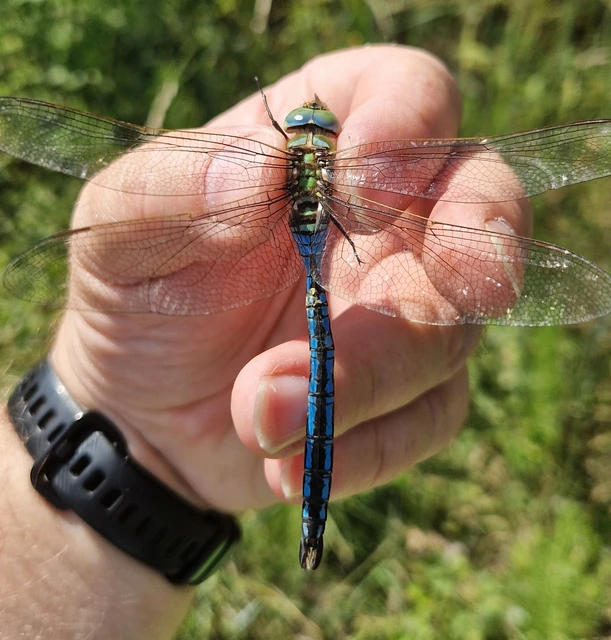 Anax imperator - zöld óriásacsa Anax imperator - zöld óriásacsa