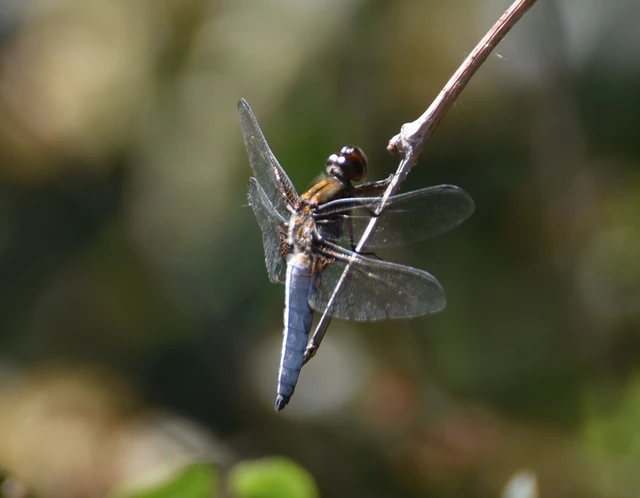 Libellula depressa - széles laposacsa