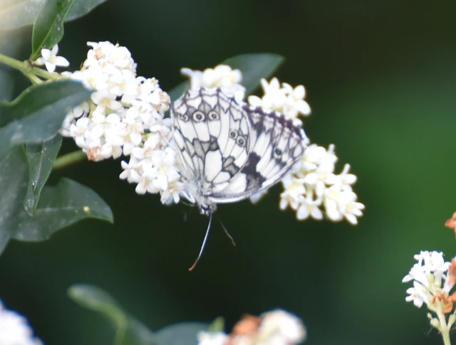 Melanargia galathea - sakktáblalepke