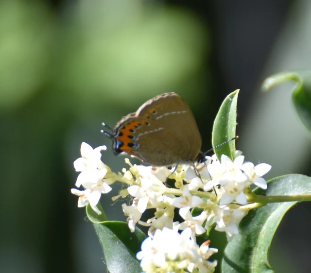 Satyrium pruni - szilvafa-csücsköslepke