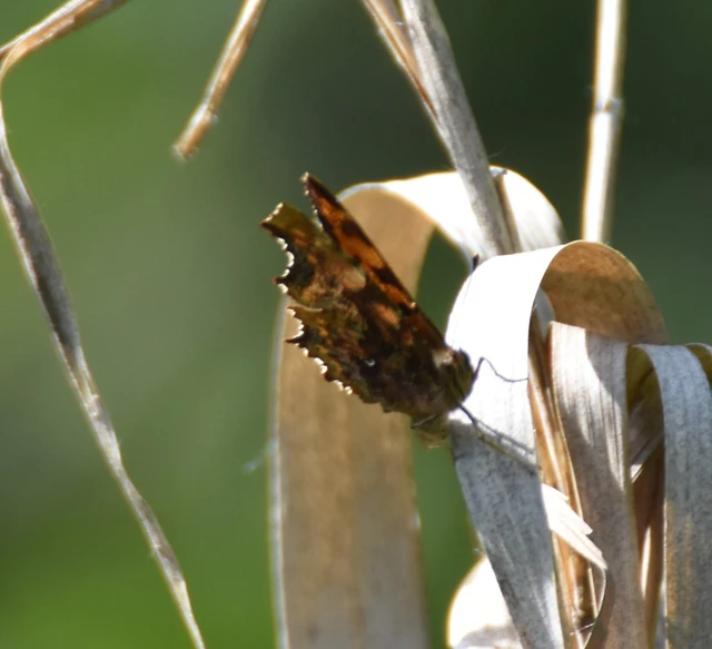 Nymphalis c-album - C-betűs lepke
