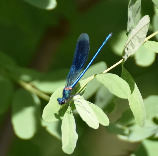Calopteryx splendens - sávos szitakötő