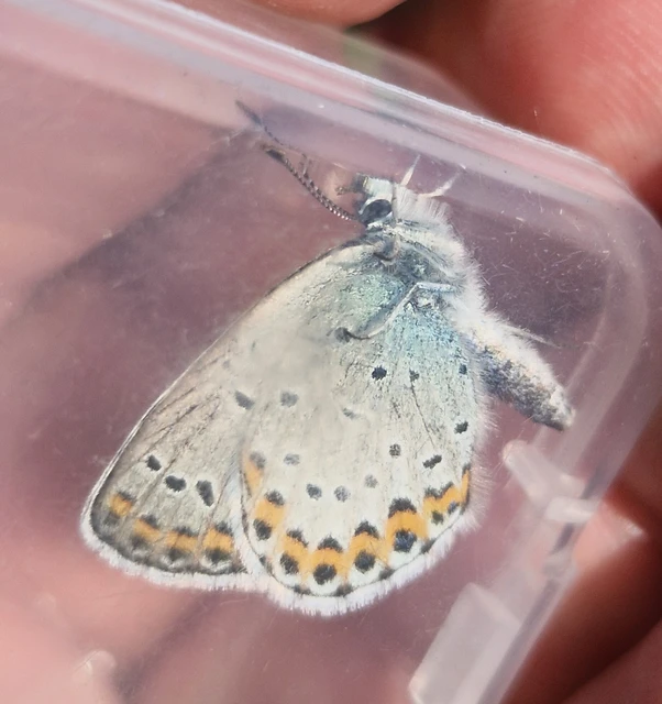 Plebejus argyrognomon - tintakék boglárka
