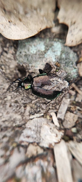 Calosoma inquisitor - kis bábrabló