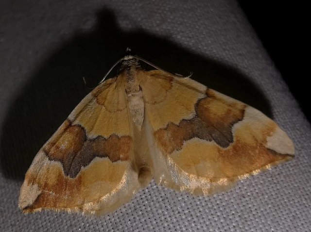 Cidaria fulvata - rózsaaraszoló