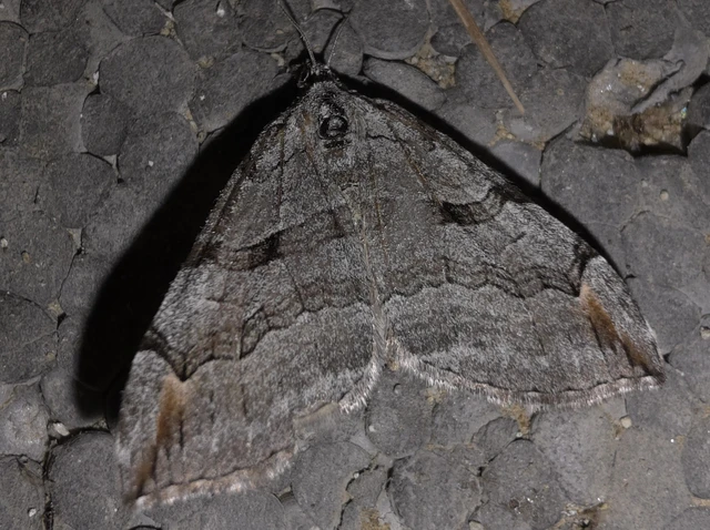 Aplocera plagiata - szürke csíkosaraszoló