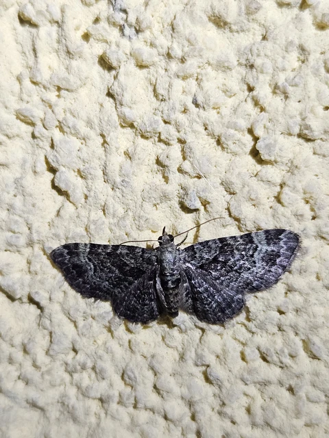 Pasiphila rectangulata - almavirág-araszoló