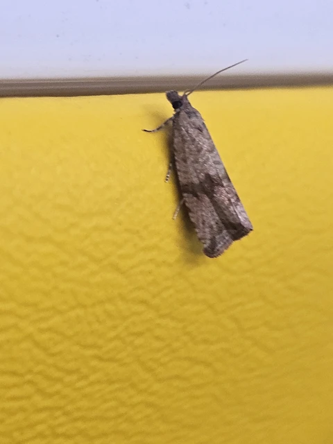 Celypha striana - pitypangfúró tükrösmoly