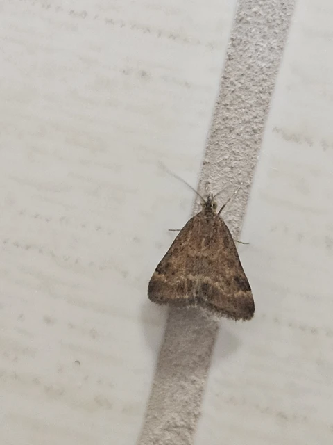 Pyrausta despicata - réti bíbormoly