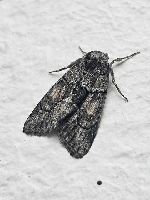 Cryphia fraudatricula - homoki zuzmóbagoly