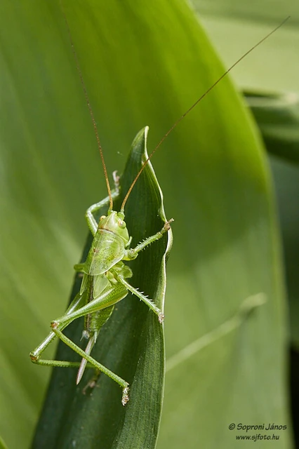 Tettigonia viridissima - zöld lombszöcske