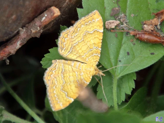 Camptogramma bilineata - kétvonalas sávosaraszoló