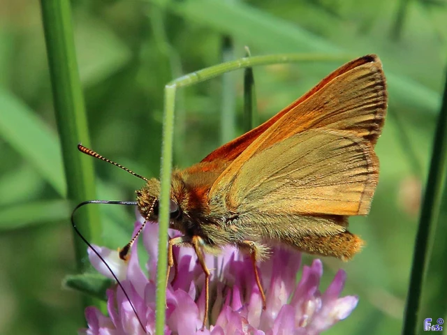 Ochlodes sylvanus - erdei busalepke