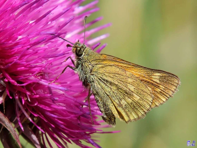 Ochlodes sylvanus - erdei busalepke