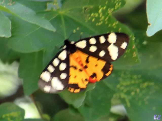 Arctia villica - fekete medvelepke