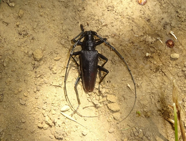 Cerambyx cerdo - nagy hőscincér