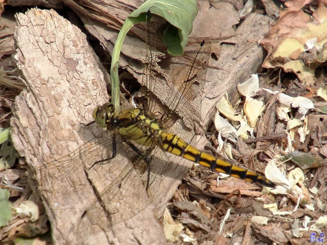 Orthetrum cancellatum - feketefarkú pásztorszitakötő
