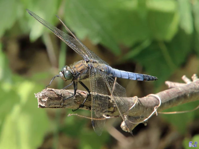 Orthetrum cancellatum - feketefarkú pásztorszitakötő