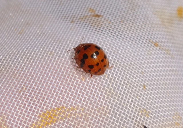 Subcoccinella vigintiquatuorpunctata - lucernaböde