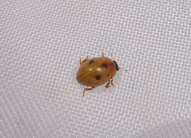 Cynegetis impunctata - pázsitfűböde