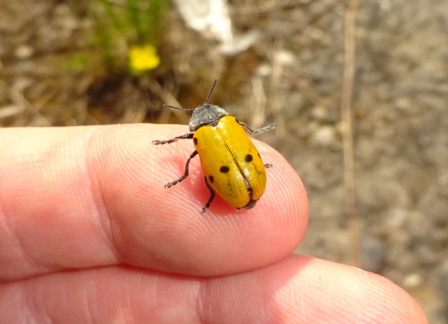 Lachnaia sexpunctata - szőrösnyakú zsákhordóbogár Lachnaia sexpunctata - szőrösnyakú zsákhordóbogár