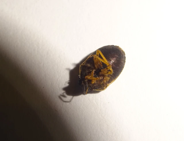 Neottiglossa pusilla - feketehasú címerespoloska Neottiglossa pusilla - feketehasú címerespoloska