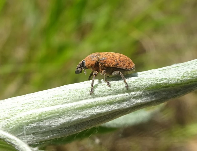 Larinus obtusus - imola-púderbarkó