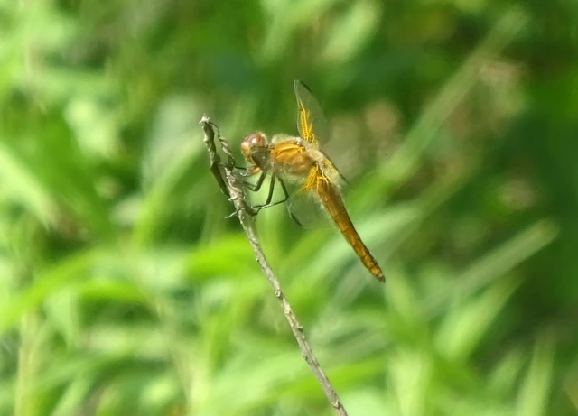 Libellula fulva - kisfoltos laposacsa