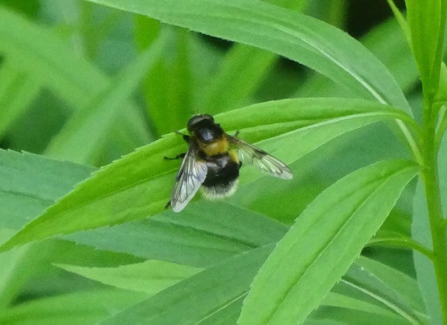 Volucella bombylans - bundás pihelégy