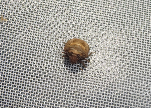Vilpianus galii Vilpianus galii