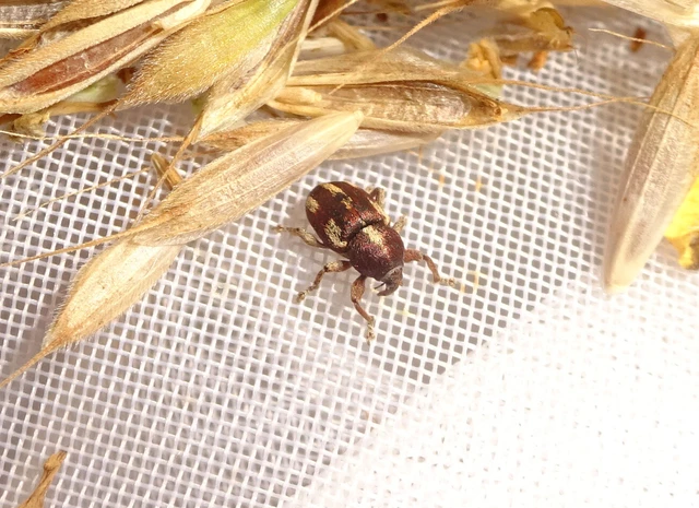 Tychius quinquepunctatus - borsó-tímárormányos