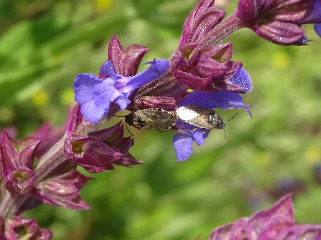 Platyplax salviae - zsályabodobács
